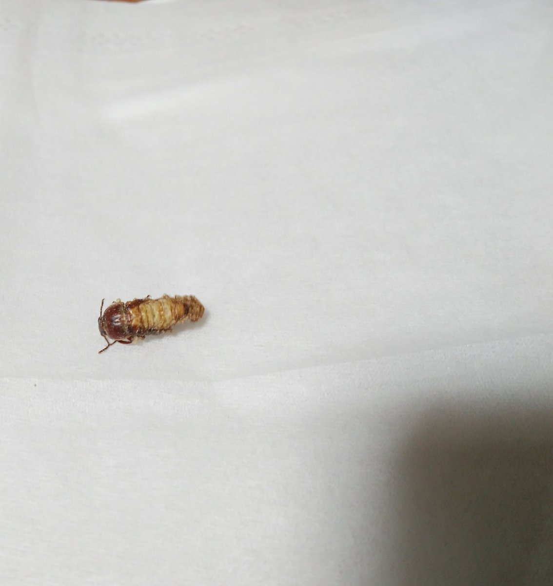 みーこ 虫 観覧注意 ついに出ちゃったなぁ 重度羽化不全 上半身は成虫 下半身はサナギの姿 某youtuberさんの動画見たところでまさかうちではなぁ って思ってたら 歩くので必死っぽい 出来るだけ長生きしてほしいな 個別飼育も考えよう みーこ 虫 観覧注意 ついに出ちゃったなぁ 重度羽化不全 上半身は成虫 下半身はサナギの姿 某youtuberさんの動画見たところでまさかうちではなぁ って思ってたら 歩くので必死っぽい 出来るだけ長生きしてほしいな 個別飼育も考えよう
