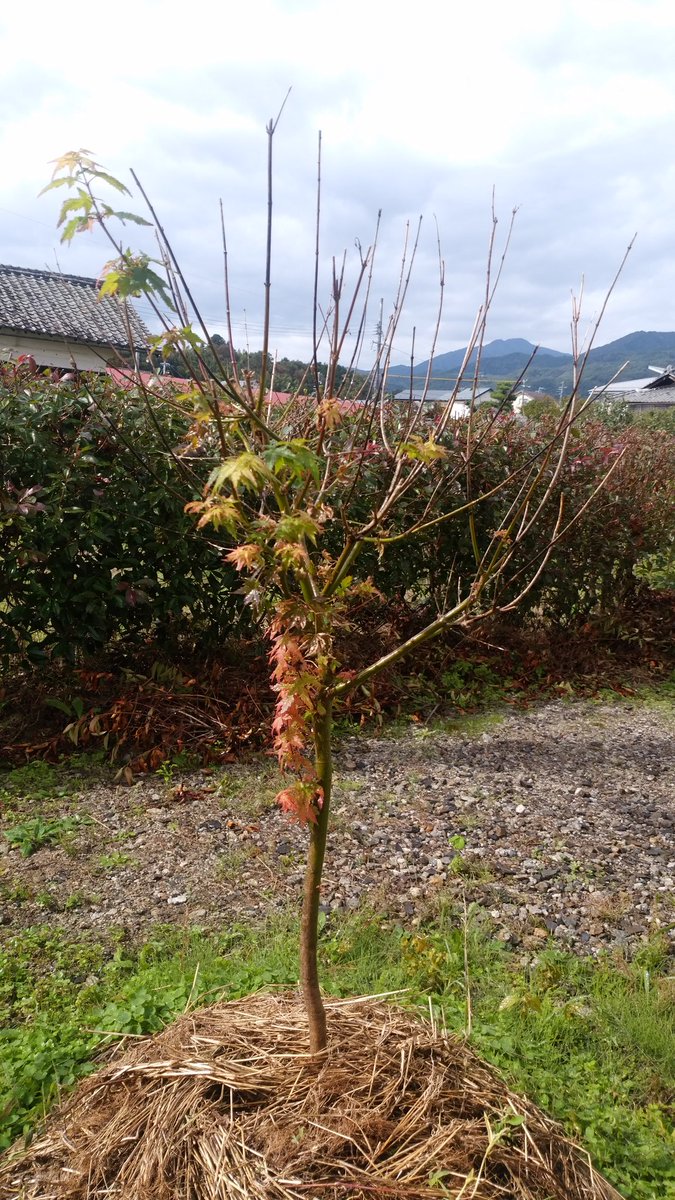 たけむ もみじの庭木が夏の葉枯れからやっと芽が出てきました 壊死した白や黒くなった枝は切ってしまったほうがいいのでしょうか 教えて もみじ 剪定 葉枯れ 壊死