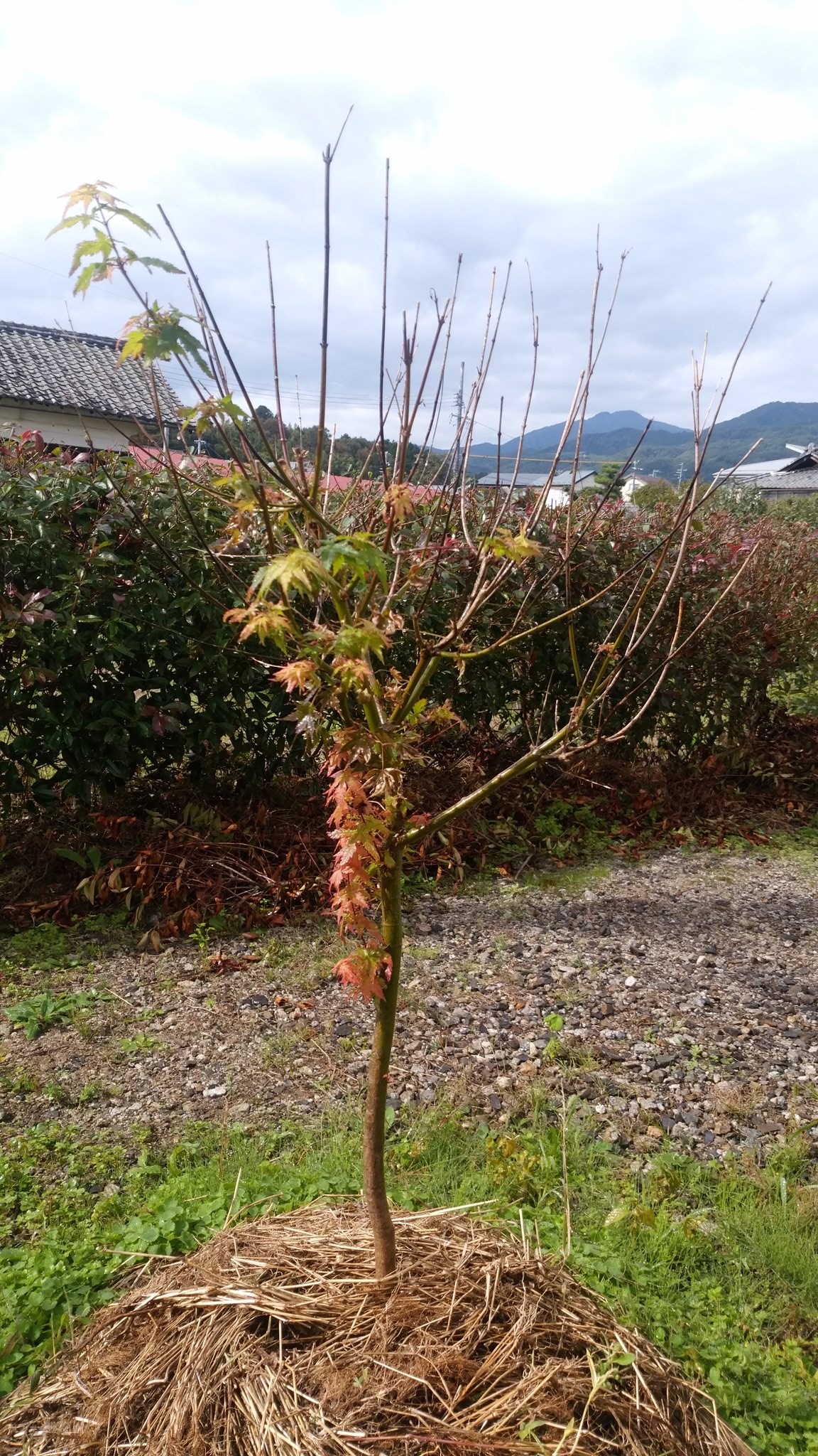 たけむ もみじの庭木が夏の葉枯れからやっと芽が出てきました 壊死した白や黒くなった枝は切ってしまったほうがいいのでしょうか 教えて もみじ 剪定 葉枯れ 壊死 T Co Upkplctigj Twitter