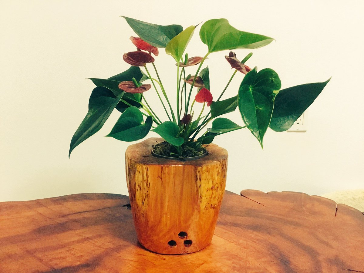 —번뇌와 싸우며—.   제가, 수일동안 수도하는 기분으로 갈고 닦아서 만든   “향나무 화분” 입니다