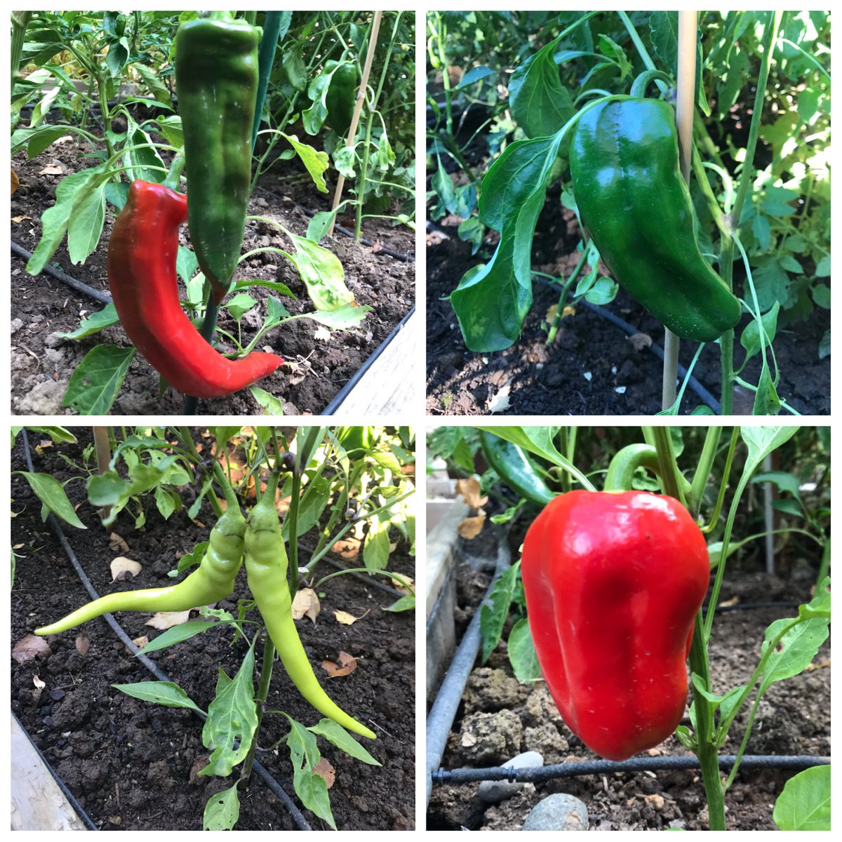 Pepper season in our Dripio garden 🌶 this year we are growing bell, sweet banana, bell boy and our favorite Anaheim peppers. To learn about our smart garden watering technology visit us at Dripio.com #dripirrigationsystem #peppers #smartgarden #pdx #dripirrigation
