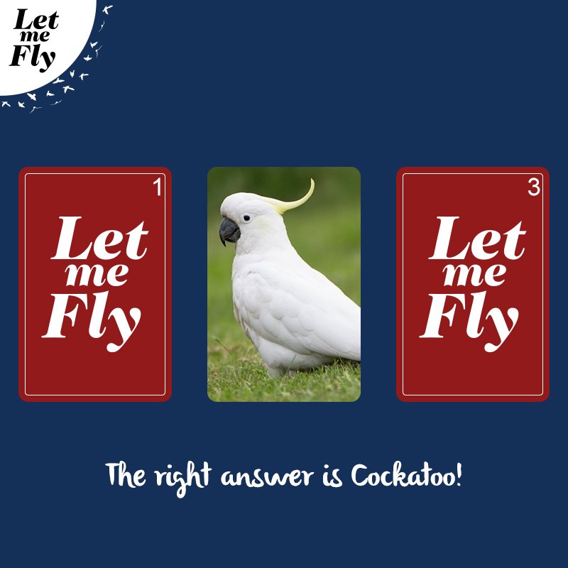 LetMeFlyIndia's tweet photo. Aside from being a massive rage on YouTube, Cockatoos are the friendliest birds always delighting you with their attractive plumage and uncanny music sense. #LetMeFly #BirdFacts https://t.co/HwrqlDRySW