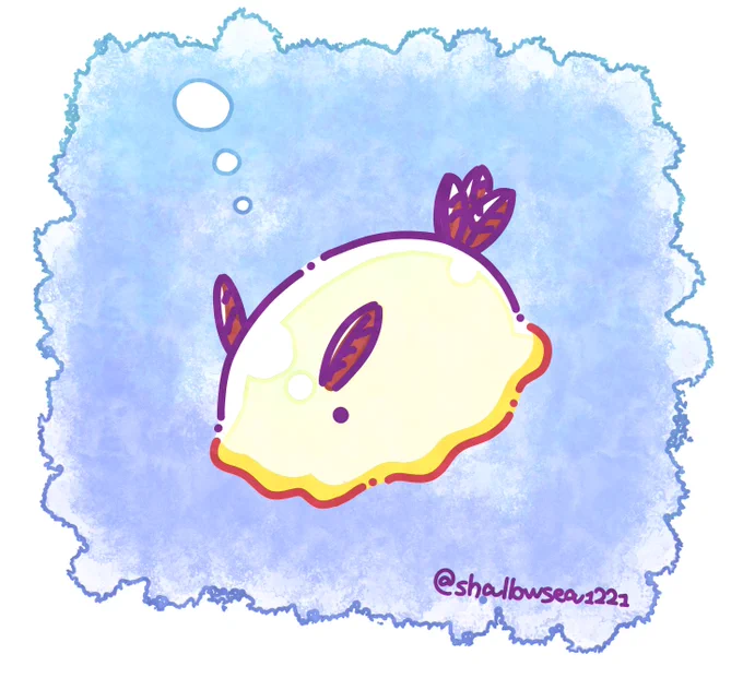 シラヒメウミウシかわいいっ! 