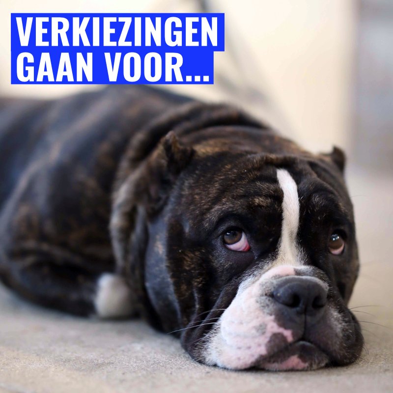 Beestigbe's tweet photo. Morgen geen beestenboel op tv! Door de verkiezingen wordt de volgende aflevering van Beestig een weekje opgeschoven. Afspraak op zondag 21/10 om 18u20 op @vtm! https://t.co/n0E0eKpwm3
