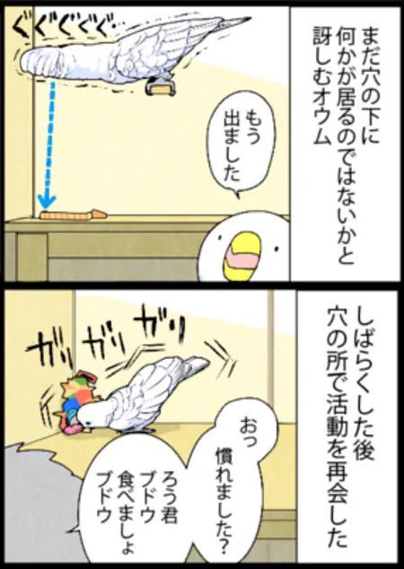 怖いものは見ないようにするオウムwwその処世術が人間のようだった！！