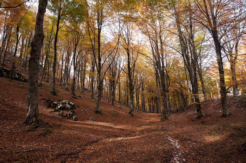 Ci siamo, ha inizio lo spettacolo: dai <a href="/monti_simbruini/">Parco Monti Simbruini</a> al <a href="/ParcoLucretili/">ParcoLucretili</a> ai #MontiPrenestini i boschi si colorano delle infinite sfumature di rosso del #Foliage! Preparate macchine fotografiche e obiettivi 📷🍁🍂… vi aspettiamo in #ValdAniene 😀 #6nelLazio #Simbruinifoliage