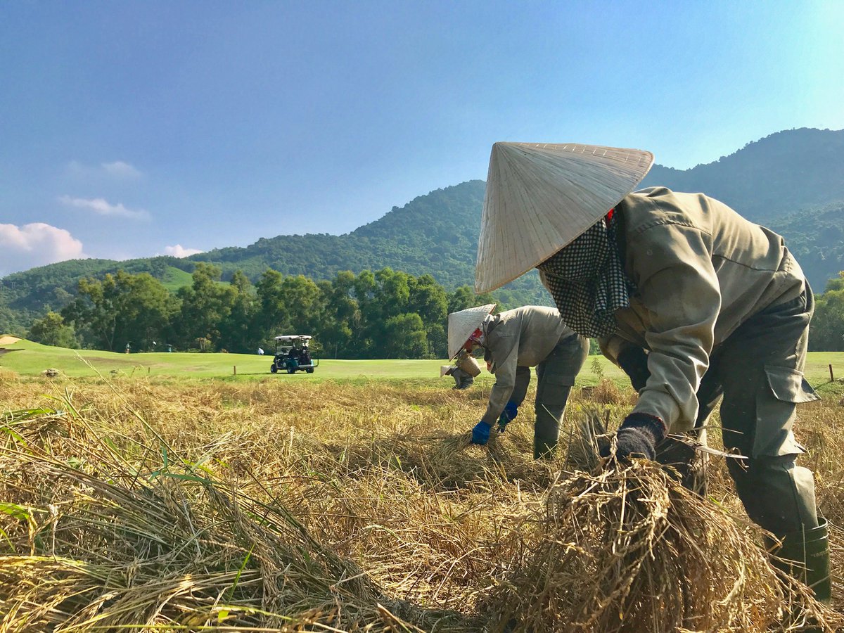 ACalverGolf's tweet photo. The last rice harvest of the year โฆ@Laguna_Golf_LCโฉ โฆ@Banyan_Treeโฉ our #Golfcourse has produced over 15,000kg of food this year. #sustainability #CSR #SustainableGolfCourse #Golf #Travel #Vietnam #Asia #golflife #resort #Faldodesign https://t.co/ArZPiYRIku