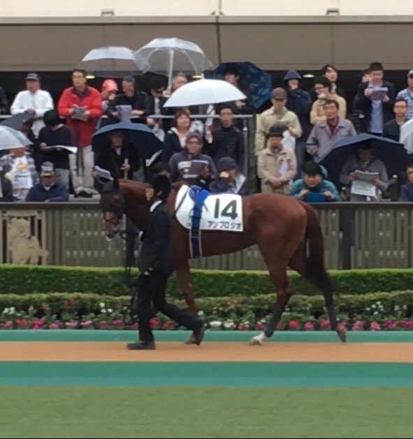 blushing_grooom's tweet photo. アンブロジオ
1年前の新馬戦と今日のパドック比較。厩務員さんの背丈を基準にすると、背や胴が伸びてるし、後肢の脛も伸びてるように見える。体重は大きく変わってないけど、フレームは良い成長してて🙆‍♂️ https://t.co/GKFlJDGjla