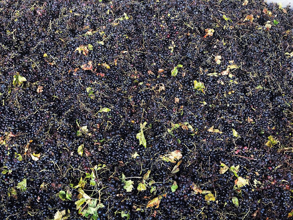 A grape sea ... We finished harvesting our #Montepulciano d'Abruzzo. A lot of work but very good results, thanks to the good season. 🍇🍇
.
.
<a href="/LizPalmer_Wine/">Liz Palmer</a> <a href="/eloyescalante/">Eloy Escalante Tapia</a> @essox2 <a href="/markwebs289/">MarkW🇵🇹</a> <a href="/NormalWine/">Elizabeth Schneider</a> <a href="/PellinenPetri/">Petri Pellinen💙⭐⭐🇺🇦</a> <a href="/winetraveleats/">Wine Travel Eats</a> @SorchaHolloway <a href="/Beelatsydney/">beelat</a>