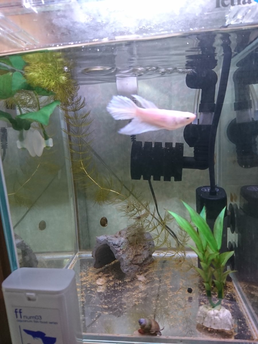 Uzivatel 青寝 ブルーネル Na Twitteru 残りの水槽 45cmはオキシドールでシオグサ対策と液肥を追肥のせいかミリオフィラムが調子を取り戻した 45cmローはコケまつりでどうしようもないことに Otl近いうちにリセットします ベタ水槽もシオグサにやられてます