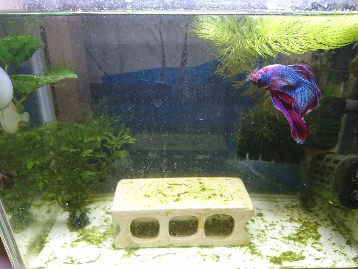 Uzivatel 青寝 ブルーネル Na Twitteru 残りの水槽 45cmはオキシドールでシオグサ対策と液肥を追肥のせいかミリオフィラムが調子を取り戻した 45cmローはコケまつりでどうしようもないことに Otl近いうちにリセットします ベタ水槽もシオグサにやられてます