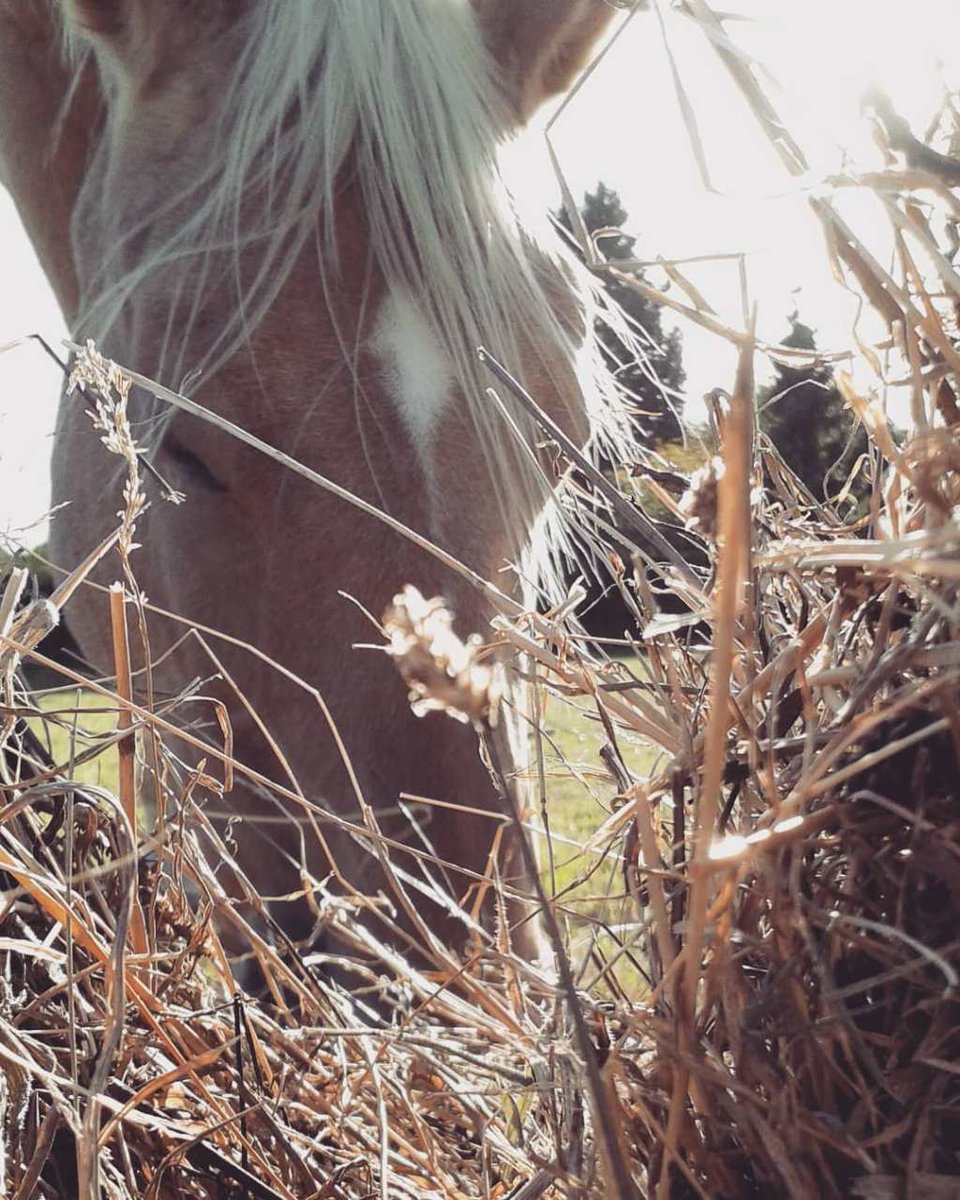 #horses#horsepictures#horse #chevaux#nature#sun#automne#equestrians – #saison d’… khususia.com/index.php/2018…