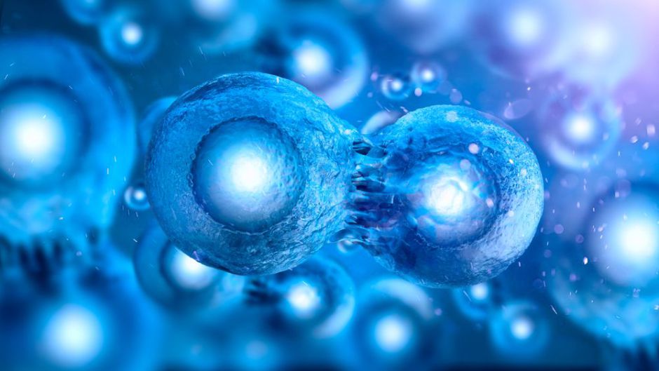 Stem cells have a lot of potential for medical applications thanks to 3 regenerative properties: they can divide after long periods, they’re somewhat unspecialized and they can give rise to specialized cell types.

Feel free to check our site for more: scia.io