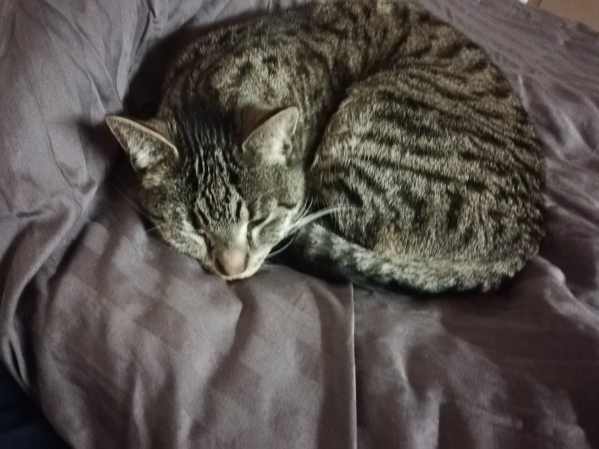 sorvatar's tweet photo. Nukkumispaikat vähenee näin syksyllä. Tapio Rautavaarakin muisttaakseni laulaa miehestä ja kissasta.
#kissa
#tilaaon https://t.co/PumzEfsigX