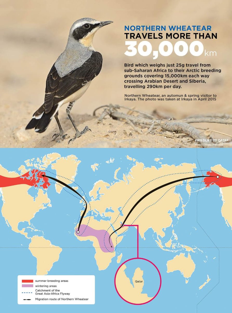 Nisarg_Setu's tweet photo. પશ્ચિમનો પીદ્દો (Northern Wheatear) 30,000 કિ.મી.થી વધુ મુસાફરી કરે છે. https://t.co/7piZjQ8Bsx