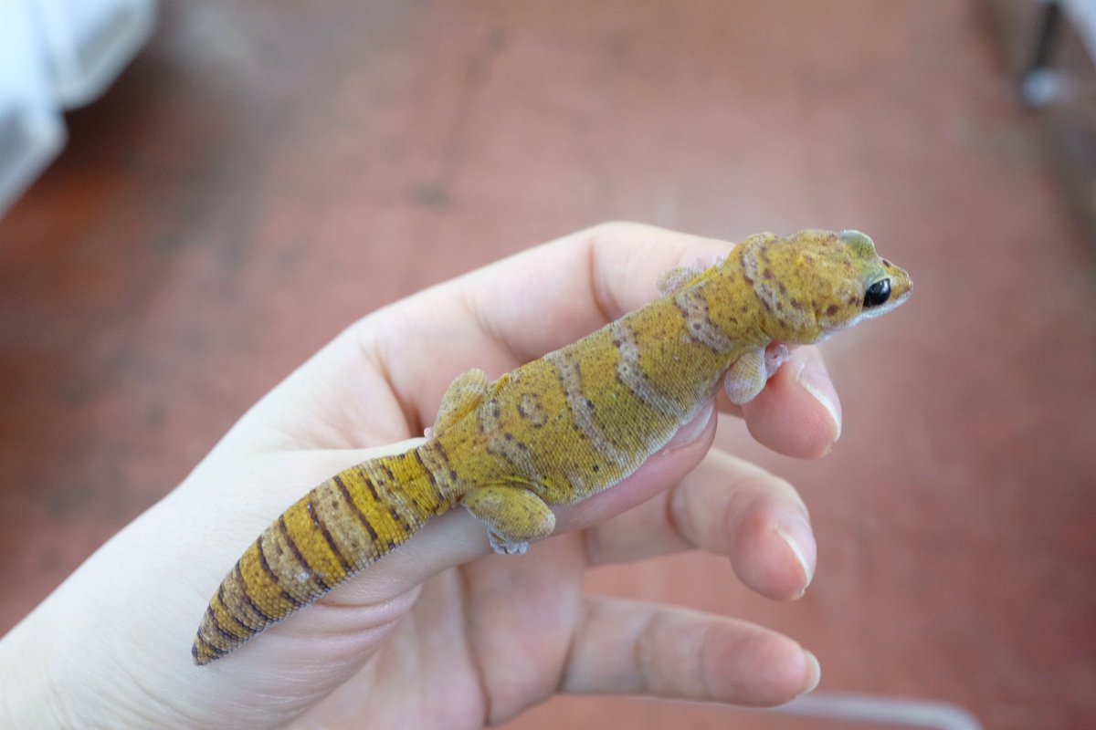 爬虫類ショップ アライブ Alive コッガービロードヤモリ 人気の可愛いビロードヤモリ 今回は珍しくコッガーです 相変わらずのウルウルな目にモチモチのお肌 なんて愛嬌振りまくってます 3 4枚目の の色が寝ているのでまた後日再ツイートします