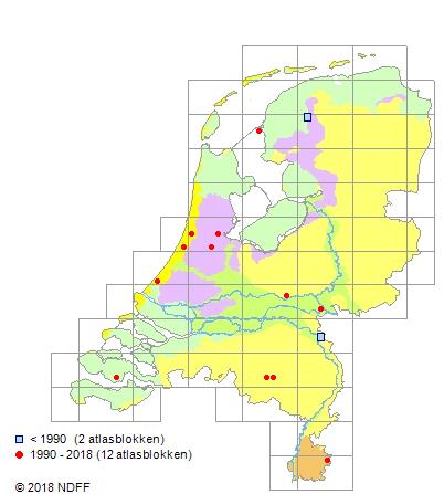 Iedere stad bezit 'eigen' markante stadsplanten. Eindhoven zet de zeldzame 'zuidelijke' Liggende majer op de kaart: nu met 'n 3de vondst in de lichtstad! <a href="/gewildgroei/">gewildgroei</a> <a href="/040dewildste/">Eindhoven de wildste</a>