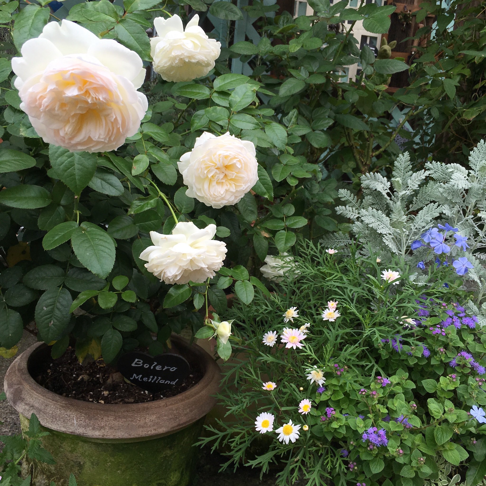 Twitter 上的 Jardin Du Minuit ジャルダン デュ ミニュイ 庭の薔薇 ボレロ がお利口さんで春からずーっと咲いていて 今年はうどん粉病になる薔薇や花が多い中 無農薬でピカピカ葉っぱです 香りもうっとりするほど良く 庭に出るたび香りを嗅いでいます 幸せ