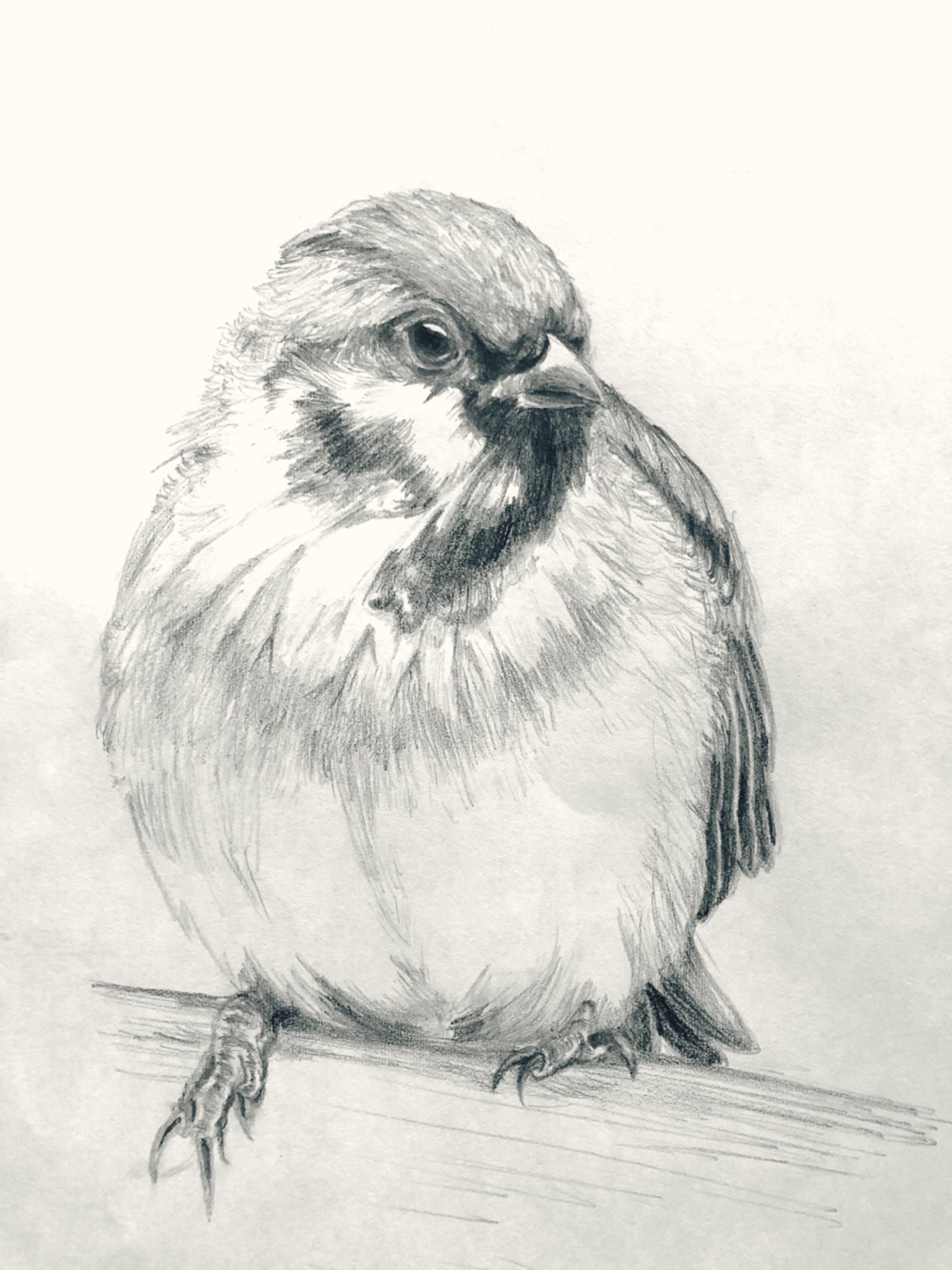 鉛筆画 雀 スズメ やまもと ゆうじ on X: 