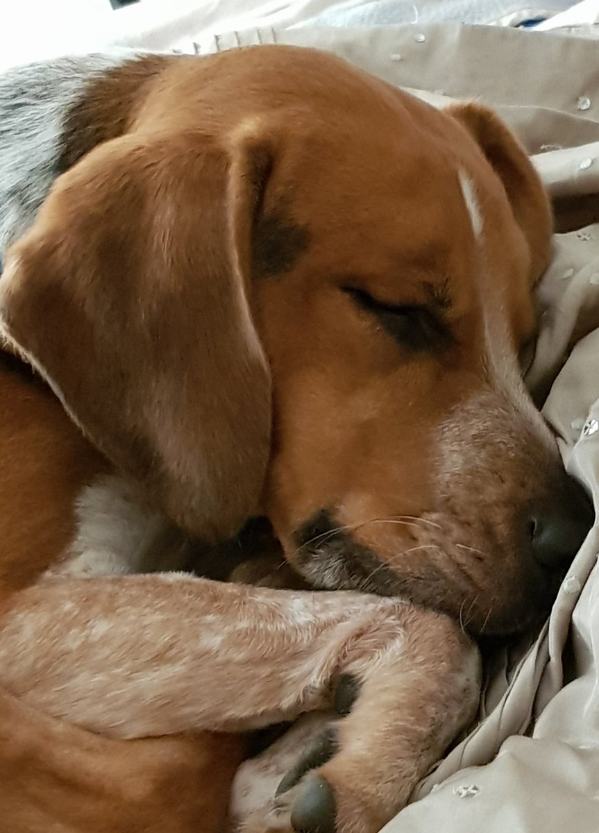 MsDaniOaks's tweet photo. This is Sherlock Homey #mymate #lovehim #dogs https://t.co/sDFTON9ZML