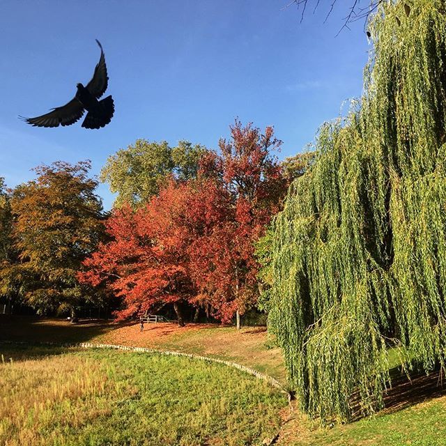 Pixelsandcuts's tweet image. Stadspark Antwerpen #sunset #travel #landscape #nature #bird #stadspark #lake #belgium #igers #tree #green #sunrise #sunsetlovers #skies #kleur #park #traveling #traveler #antwerpen #holidays #colors #antwerp  #sky #sunrise #herfst #weather #beautiful #n… ift.tt/2PxyLvh
