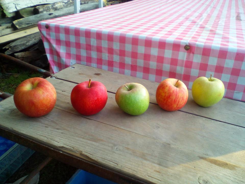 odfarmara's tweet photo. Samozber Dunajska Luzna #agro #apple #samozber #farma #farming #localfoods #localagro #odfarmara #android #ios https://t.co/hKIvHLRST9 https://t.co/r6YD6tOPzO