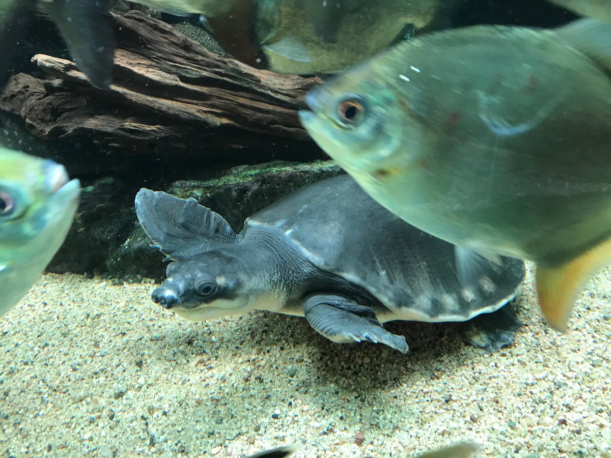 熱帯魚店ツーウェイ 最新入荷ブログ更新致しました 宜しくお願い致します 熱帯魚店ツーウェイ 最新入荷ブログ更新致しました 宜しくお願い致します