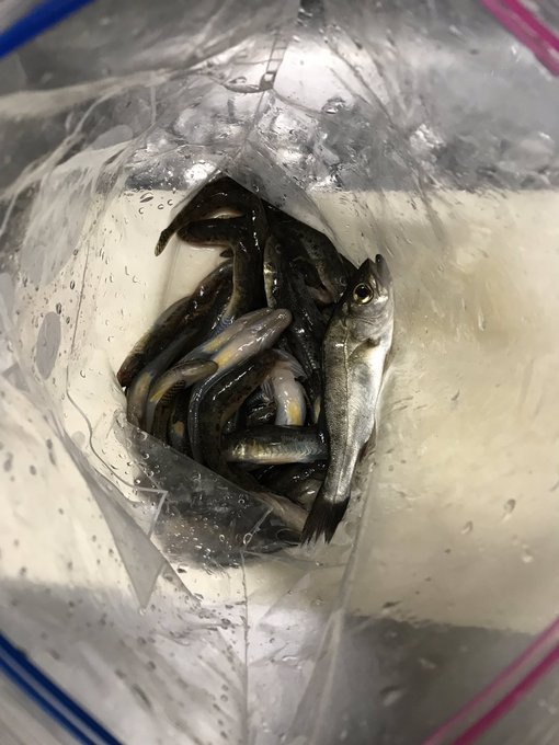 ハゼドンファイトリザルト
ハゼ×60
セイゴ×1
昨日唯一の釣果と言っていいサバとまとめて料理してやらあ! 