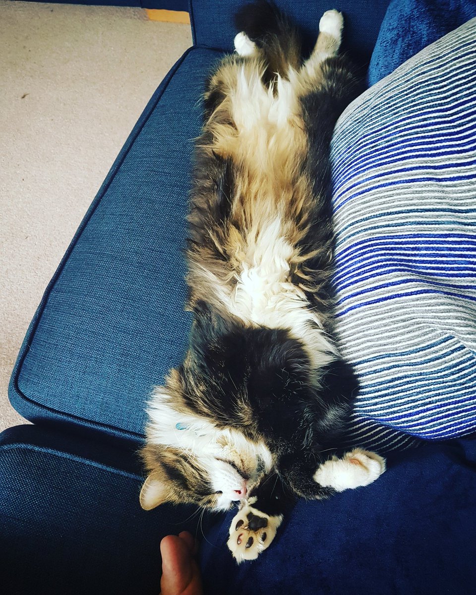 Budgy5's tweet photo. Saturdays mood #SaturdayMorning https://t.co/eQTrkVrW6x
