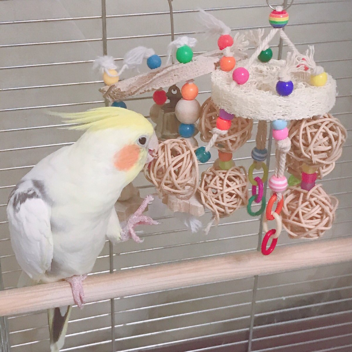 みほ 何でもアカウント A Twitter オカメインコ むぎ 新しいおもちゃ