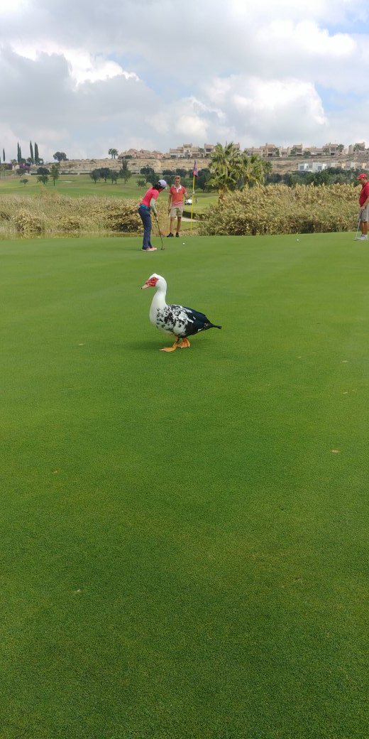 Ég og <a href="/elvarpall/">Elvar Páll</a> skelltum okkur í golf. Náðum í risa fugl á sextándu!