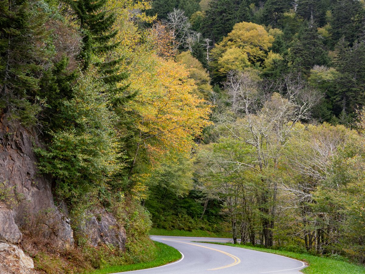 GreatSmokyNPS's tweet photo. Some of the first fall color we are seeing this year is appearing in high elevations in the park. The beech and birch trees are beginning to show beautiful shades of yellow along Clingmans Dome Road. What color change is your favorite to see in the fall? https://t.co/JwzWTYGgdP