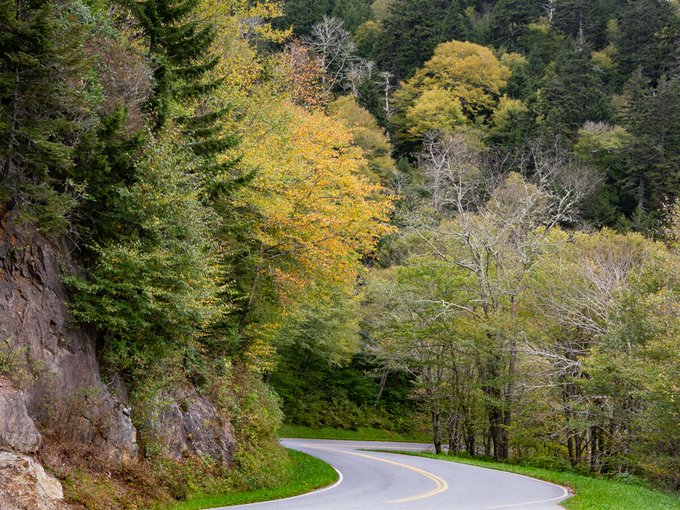 Trees changing color along Clingmans Dome road, photo taken on 10/9/18 by Kristina Plaas.