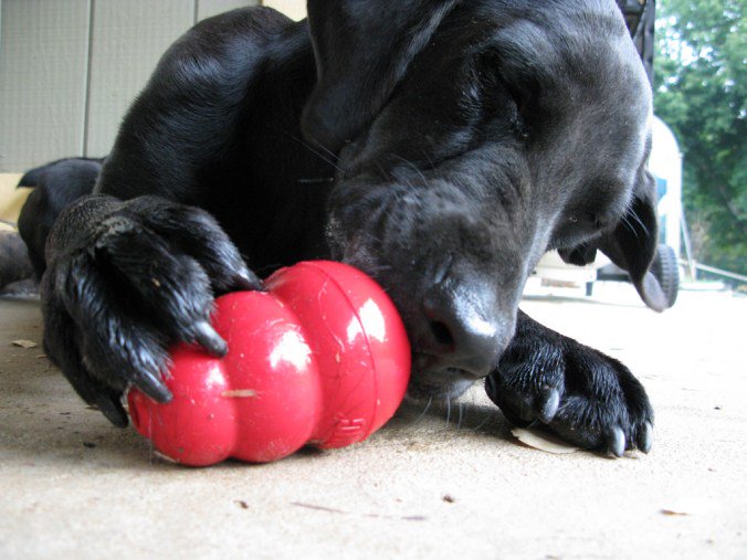 dabark11's tweet photo. How to use a Kong for dogs https://t.co/aNRuY3qB3l https://t.co/A8mbDwb9tV