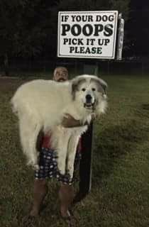 CCatecholamines's tweet photo. Another reason to always clean up your doggos 💩 at the doge park... Canine Parovirus is passed by feces of infected doggos, causing acute GI illness and a sad doge :( #CanineParovirus #CCMicrobes https://t.co/M8TYKucm47