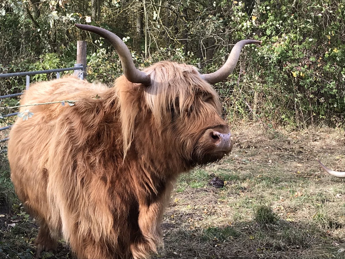 michaelmas79's tweet photo. Just out at Grafham Water to inspect my bird ringing net rides and was greeted by these fantastic Highlands. I think they have gone into the scrub either side of the net ride!!
@GrafhamWater1
@wildlifebcn 
@AnglianWater 
@_BTO https://t.co/SF8T57lZ6e