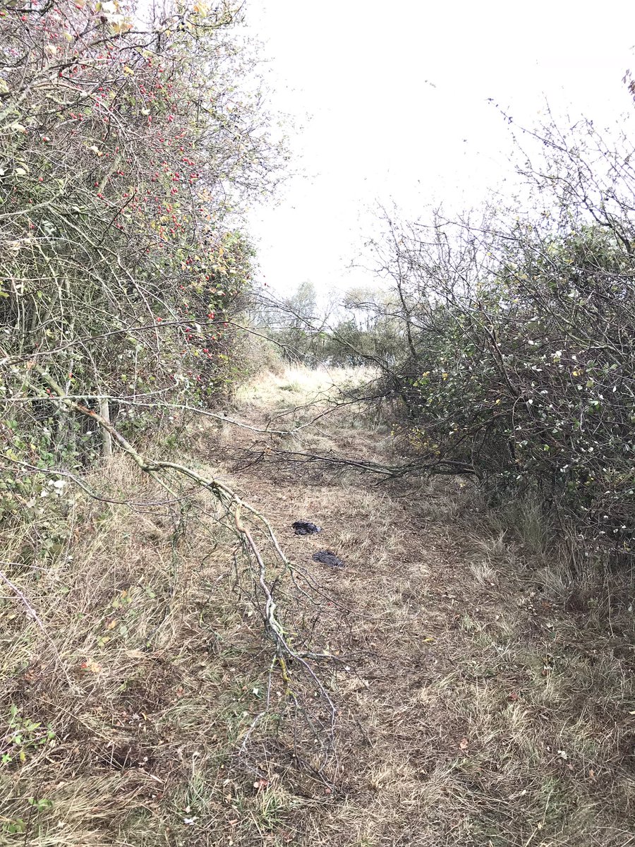 Just out at Grafham Water to inspect my bird ringing net rides and was greeted by these fantastic Highlands. I think they have gone into the scrub either side of the net ride!! @GrafhamWater1 @wildlifebcn @AnglianWater @_BTO