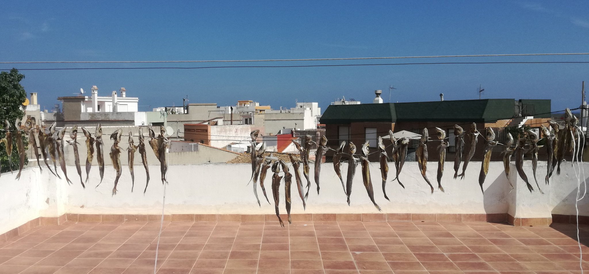 Capellanes secándose al sol en el bar el Bombo en Xeraco