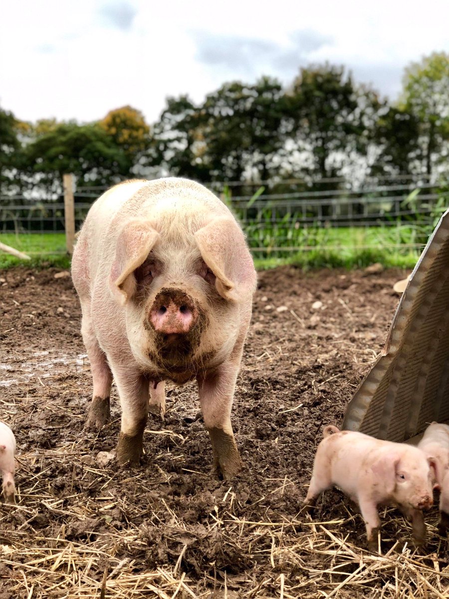 BrymoreFarm's tweet photo. #pigglets #britishlop #pig #outdoors #redtractor #schoolfarm #nativebreed #highwelfare https://t.co/7XgDIrNpNh