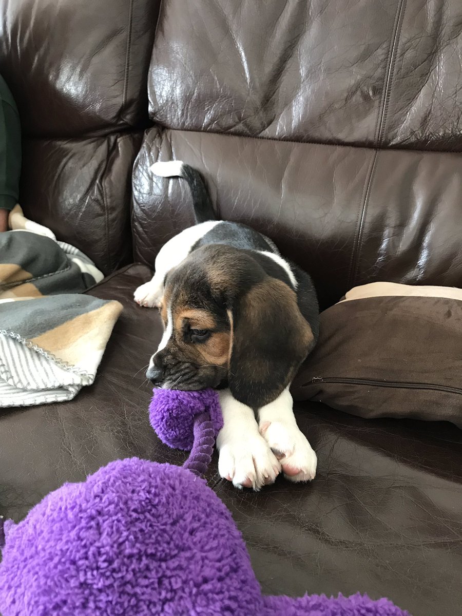 Got a pressie in the post today from my human Aunty Marion!!  Can’t wait to see her and give her big squishy kisses to say thank you