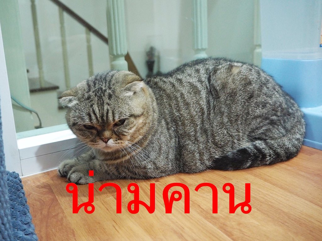 แมวเป็นเซฟโซน tweet media