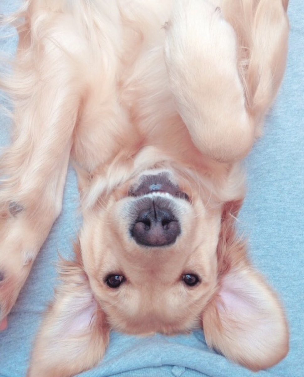 Hola a todos 🙌🏼 
#AmigosPuppis @brunathegoldengirl 
puppis.com.ar