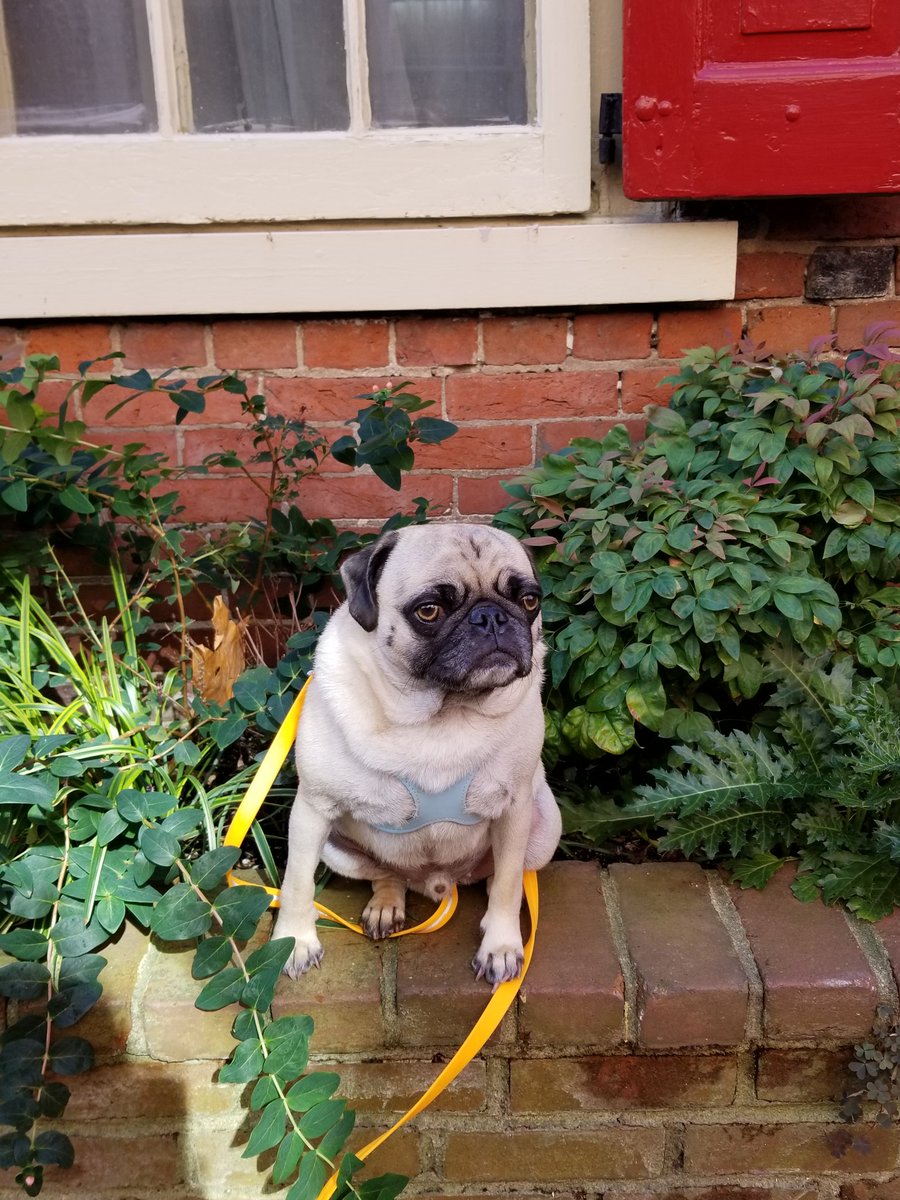 Mr.Wugggly Treats tweet media