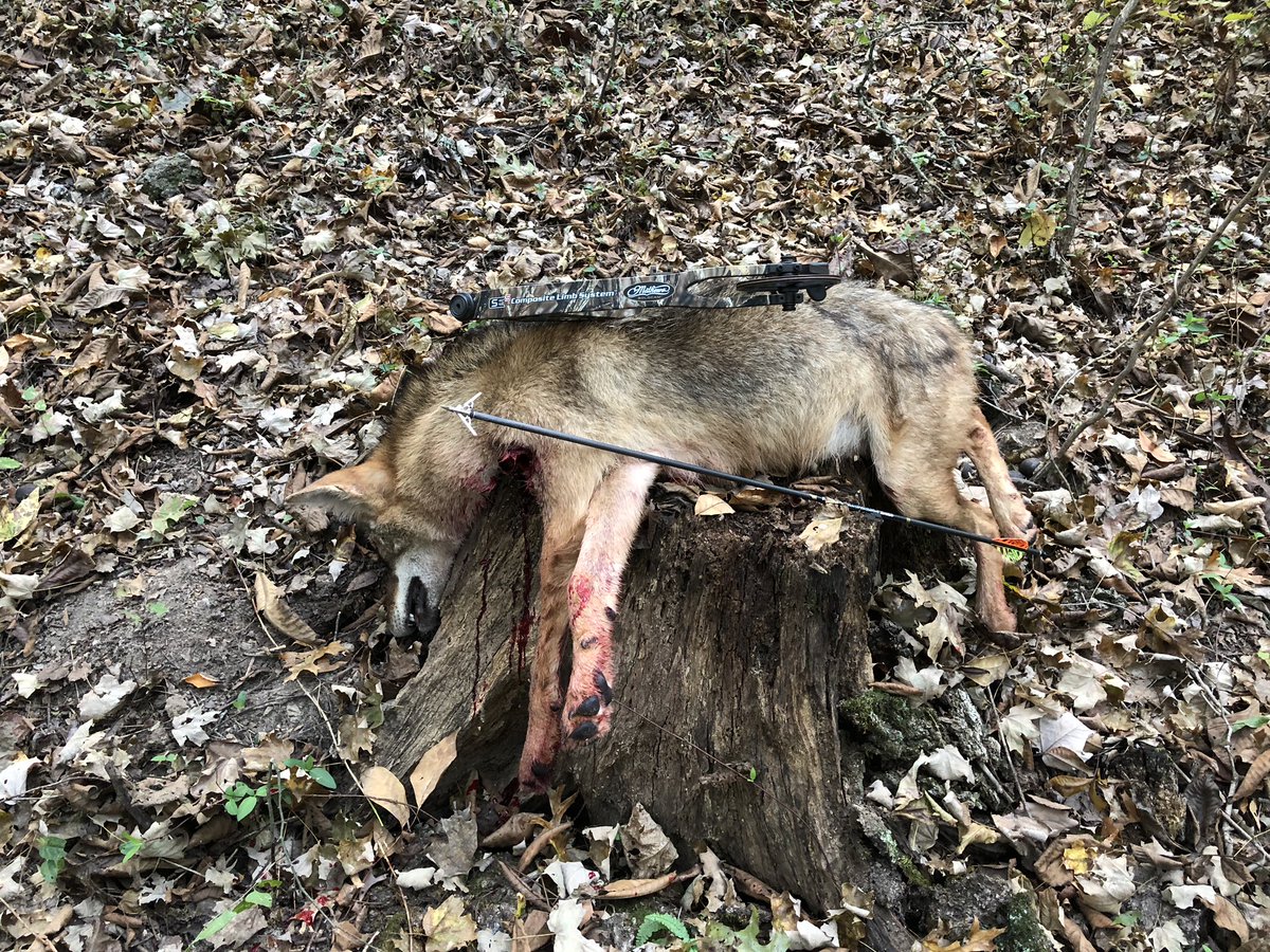 Controlling predators from 20’ up this mornin.