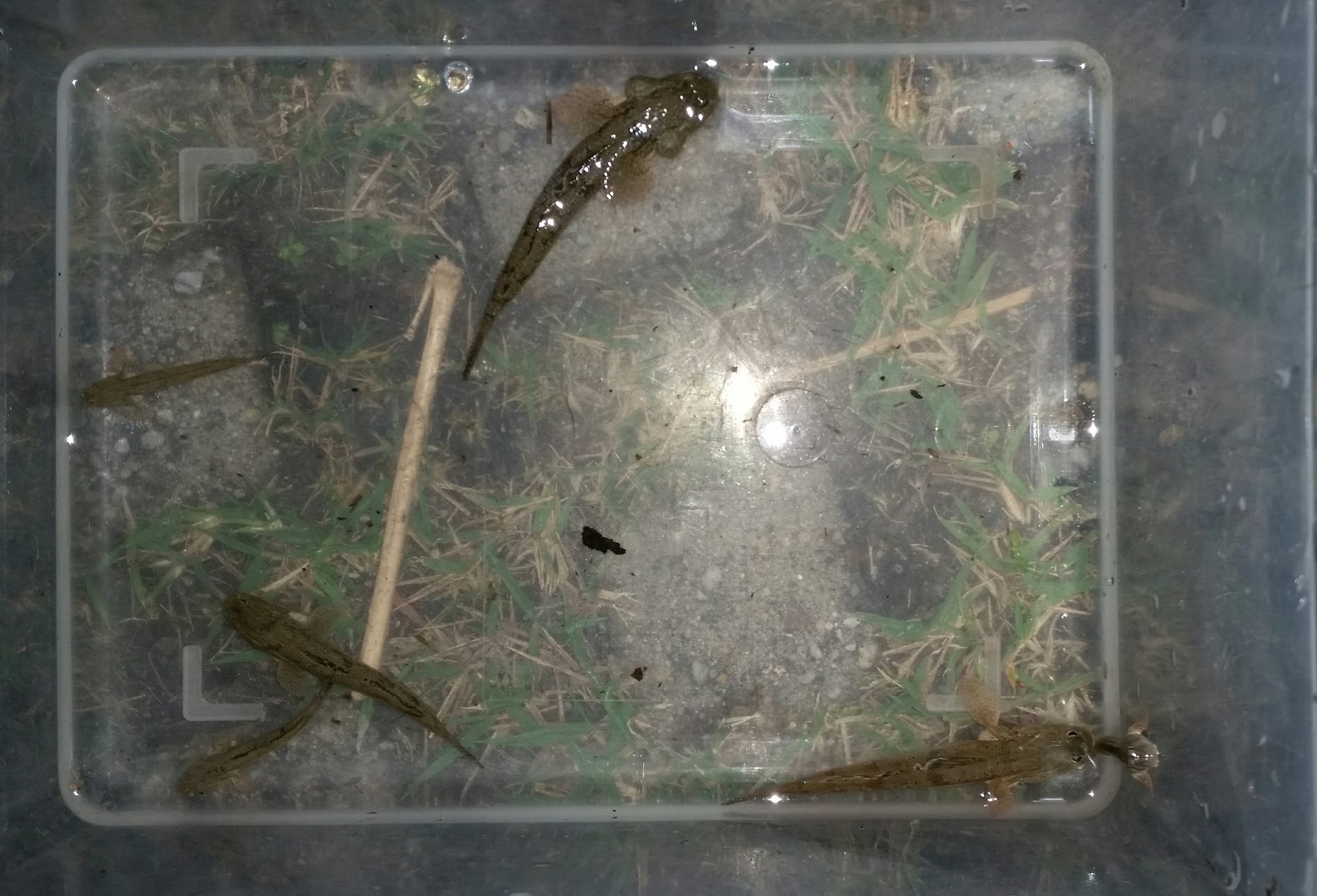 水夢 今日は前半はノコギリガザミは飼育用のアミメの子蟹しか採れず他はトビハゼを少し採集 しかし なぜノコギリガザミが子蟹しか見られなかったのか原因不明 気圧は問題無いし月齢も悪く無いし悪い要素が見当たらないのに