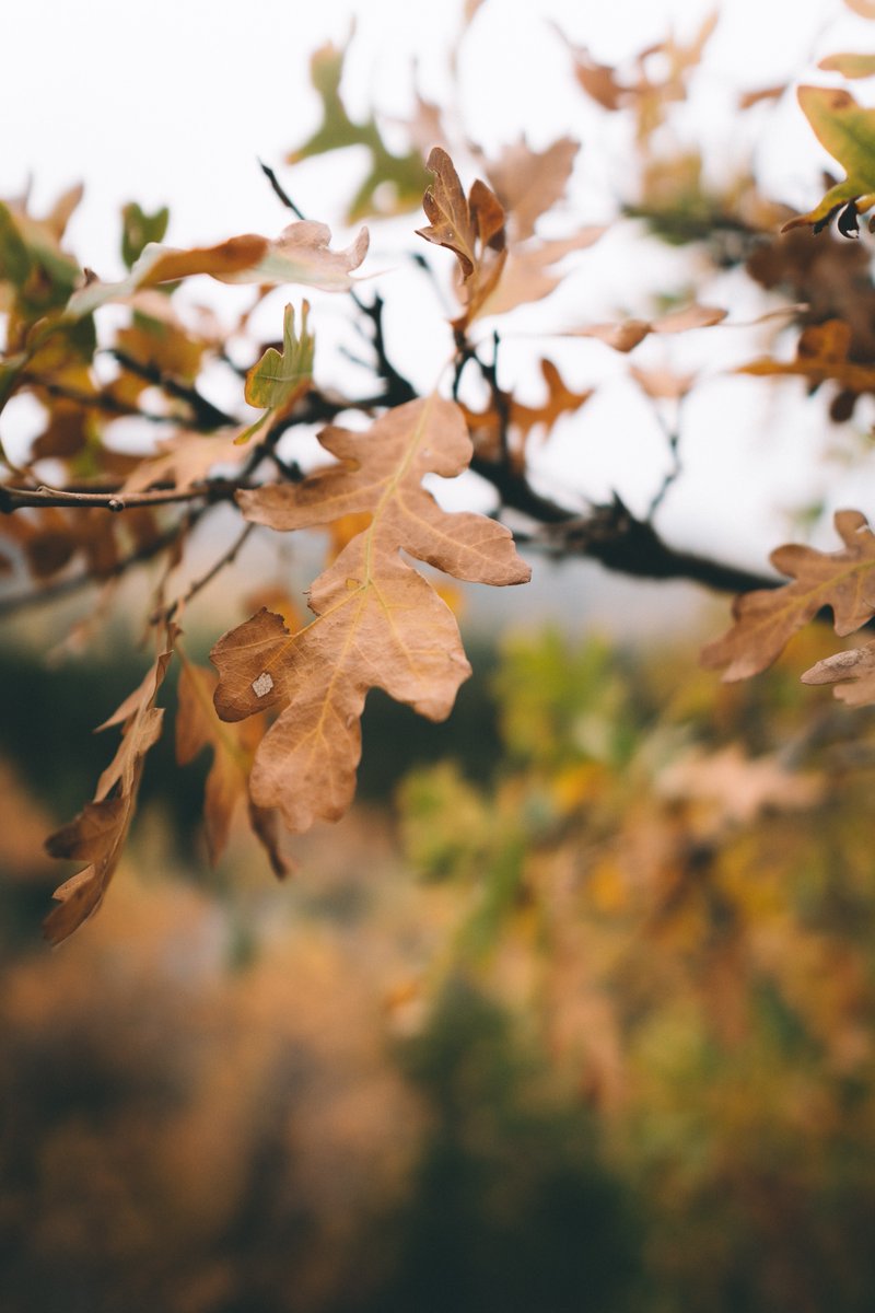 KaceMcdonald's tweet image. And then... it was Autumn.
#alpineloop #utah #photography #sonya6500 #500pxrtg