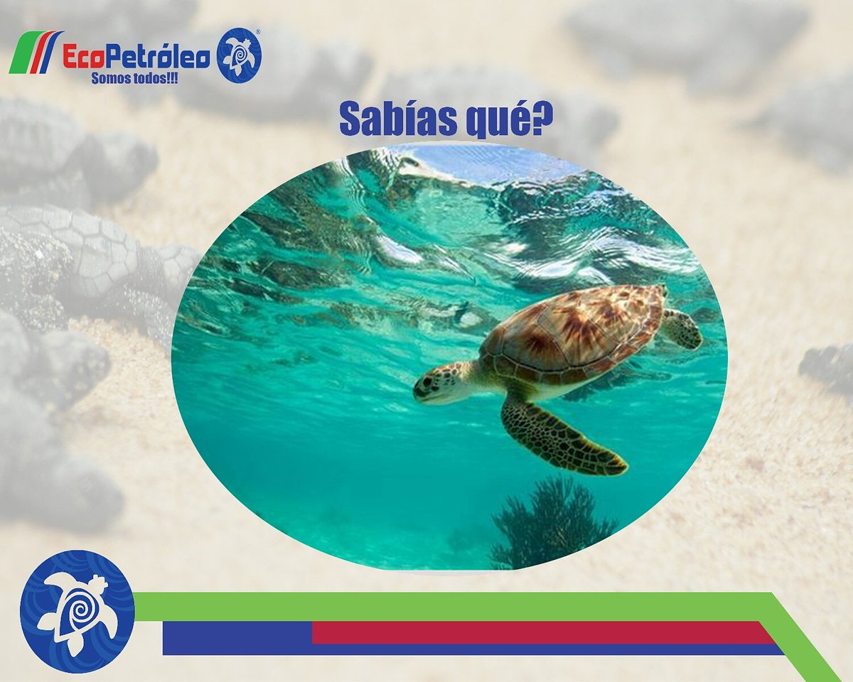 Te desea un feliz sábado.

Sabias que el cuerpo de las tortugas es muy diferente al resto de los animales. Su caparazón de alguna forma está fusionado con su  columna.
Las tortugas no tienen cuerdas vocales como todos nosotros.

#agroecología #ecosistema #playa #ambiente