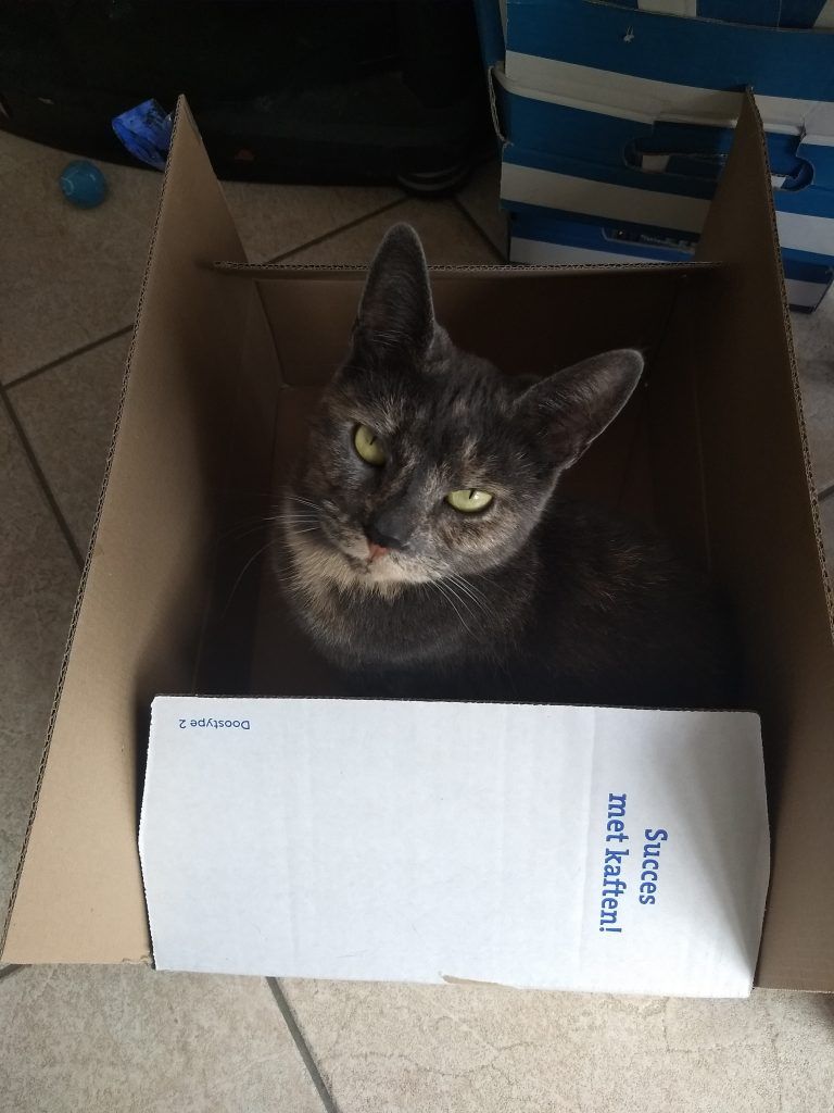 ContentColl's tweet image. Elise stuurde ons Lotte » » @kattenindingen buff.ly/2Eh0vmP