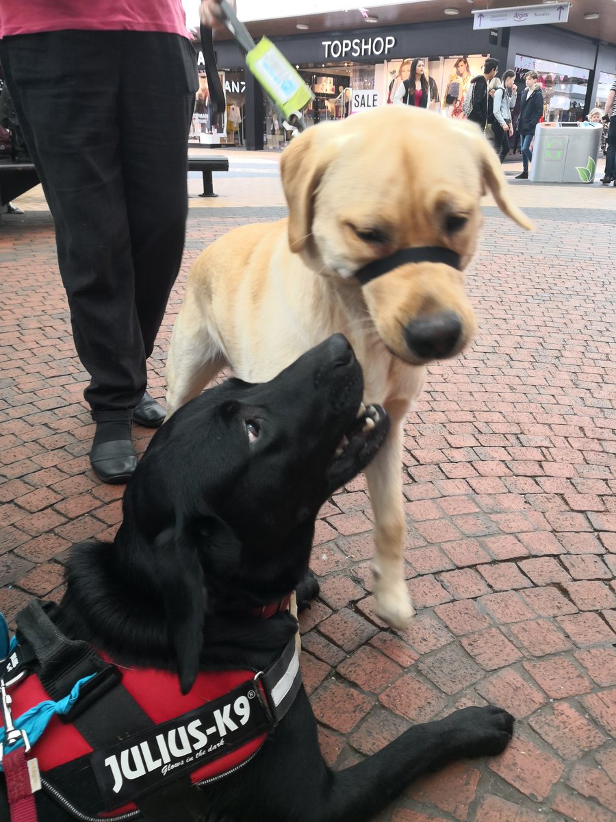 pastiche520's tweet photo. @guidedogs @GuidedogsCenMid Had a great time raising awareness and funds at Gracechurch Shopping Centre. As always met some nice people and Dulci made more friends #GuideDogsWeek https://t.co/vsBXpBiGX7