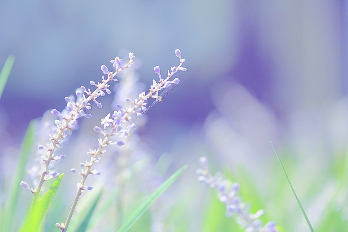 🌾✾✼
.
285/365 · 2018
.
#麥門冬 #沿階草 #liriope 
#justbefloral #delicate_beauty_in_nature #ptk_flowers #softtones_perfection  #私の花の写真 #はなまっぷ #dreamy_photo #bokeh_bliss #bokeh_addicts #ponyfony_flowers #bella_pastels #心に花を #9vaga_softflowers9 #splendid_lite